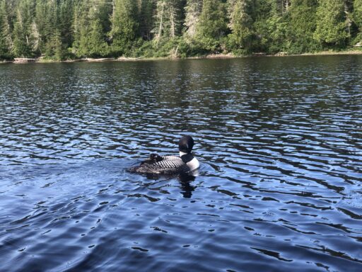 West Branch of the Penobscot Image